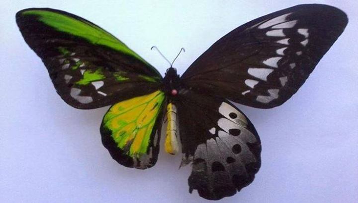 Ornithoptera (gynandromorph) Internet Image property of respective owner, non-commercial use only